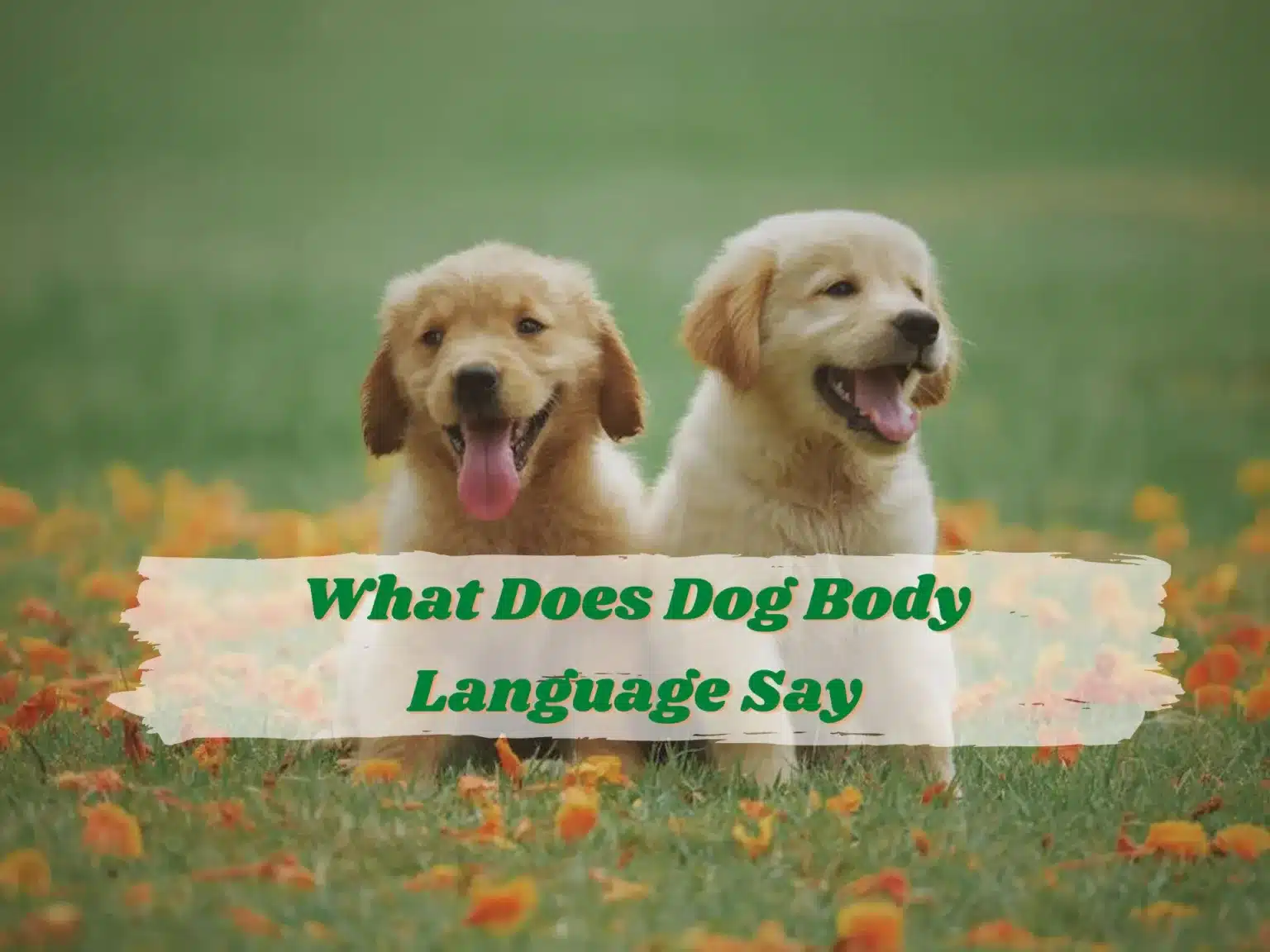 What Does Dog Body Language Say